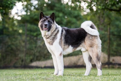 Kendo, Akita Inu - Rüde