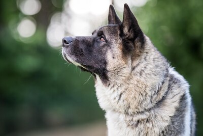 Kendo, Akita Inu - Rüde