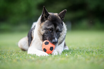 Kendo, Akita Inu - Rüde