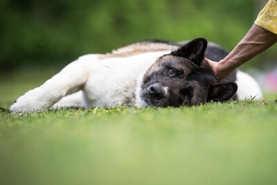 Kendo, Akita Inu - Rüde