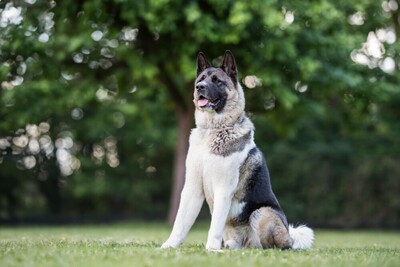 Kendo, Akita Inu - Rüde