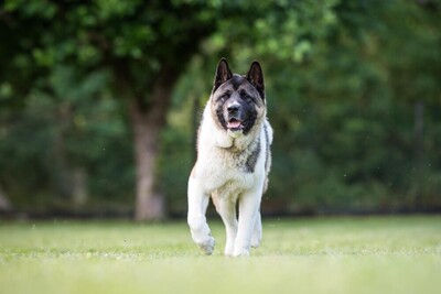 Kendo, Akita Inu - Rüde