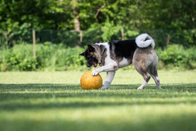 Kendo, Akita Inu - Rüde