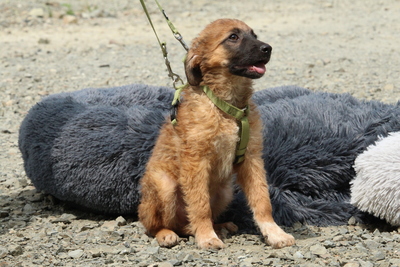 Kendy, Mischling Welpen - Rüde