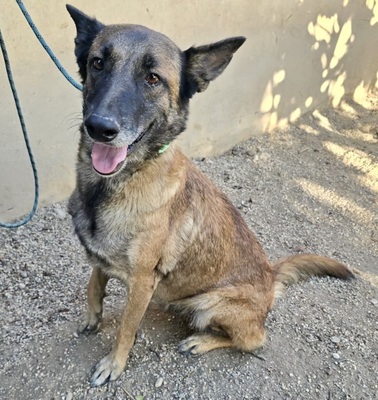 Kene, Malinois - Mix - Hündin