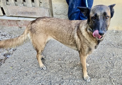 Kene, Malinois - Mix - Hündin