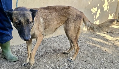 Kene, Malinois - Mix - Hündin
