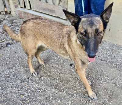 Kene, Malinois - Mix - Hündin