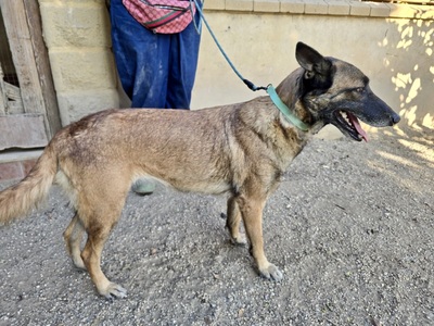 Kene, Malinois - Mix - Hündin
