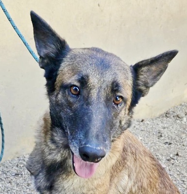 Kene, Malinois - Mix - Hündin
