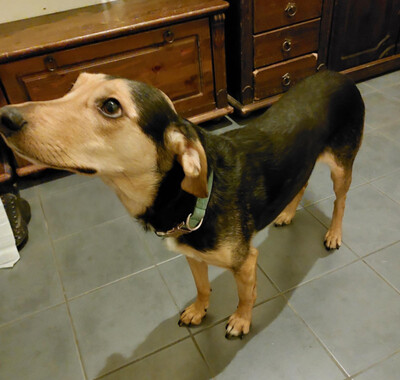 Keni - NOTFALL Österreich, Mischling - Rüde