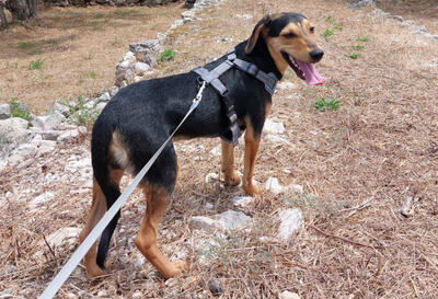 Keni - NOTFALL Österreich, Mischling - Rüde