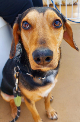 Keni - NOTFALL Österreich, Mischling - Rüde