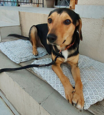 Keni - NOTFALL Österreich, Mischling - Rüde