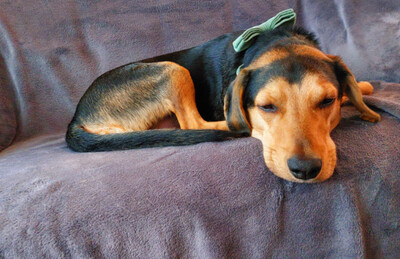 Keni - NOTFALL Österreich, Mischling - Rüde