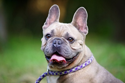 Kent, FRANZÖSISCHE BULLDOGGE - Rüde