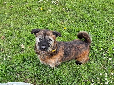 Kenzo Basset Mix sucht immer noch sein Zuhause, Basset Mix - Rüde