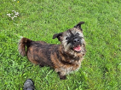 Kenzo Basset Mix sucht noch immer sein Zuhause