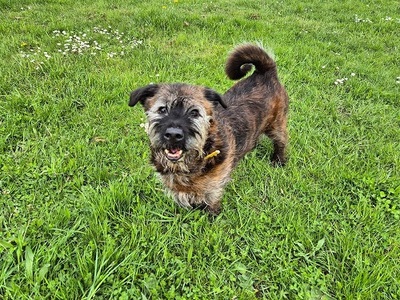 Kenzo Basset Mix sucht noch immer sein Zuhause, Basset - Rüde
