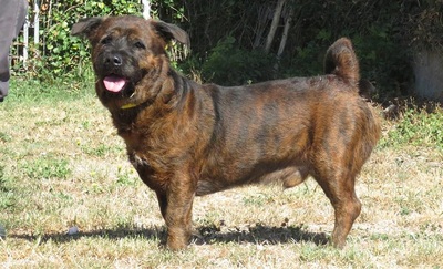 Kenzo Basset Mix sucht noch immer sein Zuhause, Basset - Rüde