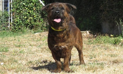 Kenzo Basset Mix wartet immer noch im Tierheim, Basset Mix - Rüde