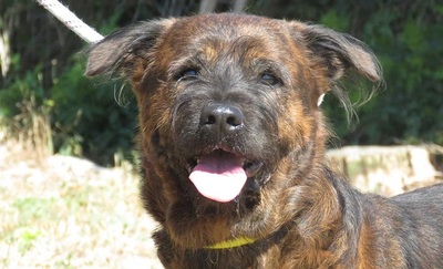 Kenzo Basset Mix wartet immer noch im Tierheim, Basset Mix - Rüde