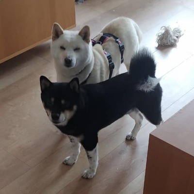 🌻 Keomi, Reserviert! auf PS in 07749 Jena - Shiba Inu (-Mix), Shiba-Inu (Mix) - Hündin