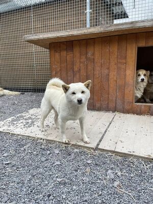 😍 Keomi, noch in der Slowakei (NB) Hündin - freundlich und sozial, Shiba Inu(-Mix) - Hündin