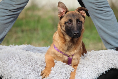 Kessy, Mischling Welpen - Hündin