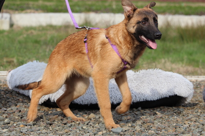 Kessy, Mischling Welpen - Hündin