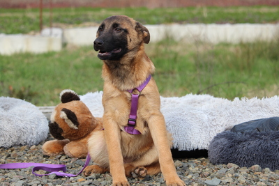 Kessy, Mischling Welpen - Hündin