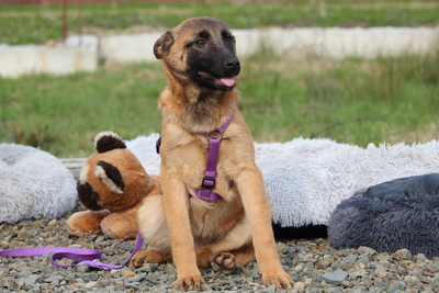 Kessy, Mischling Welpen - Hündin