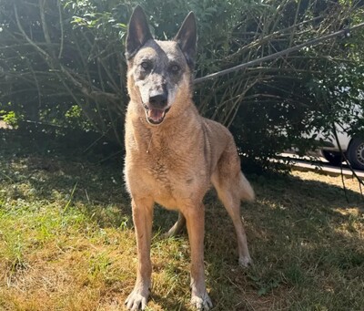Kesta ältere Malinois Hündin möchte aus dem Tierheim