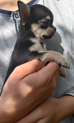 Kevin, Chihuahua Baby Welpen - Rüde