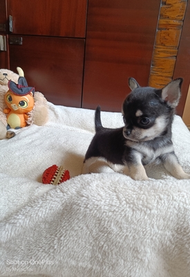 Kevin, Chihuahua Baby Welpen - Rüde
