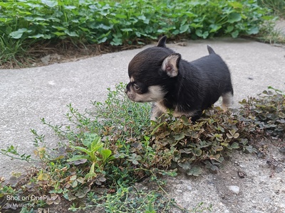 Kevin, Chihuahua Baby Welpen - Rüde