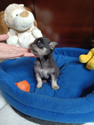 Kevin, Chihuahua Baby Welpen - Rüde