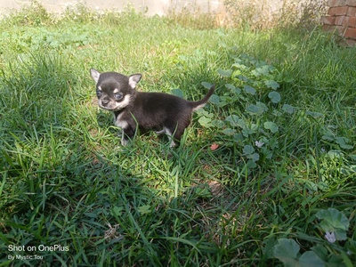 Kevin, Chihuahua Baby Welpen - Rüde