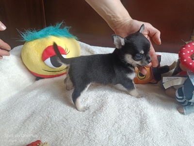 Kevin, Chihuahua Baby Welpen - Rüde