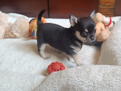 Kevin, Chihuahua Welpen - Rüde