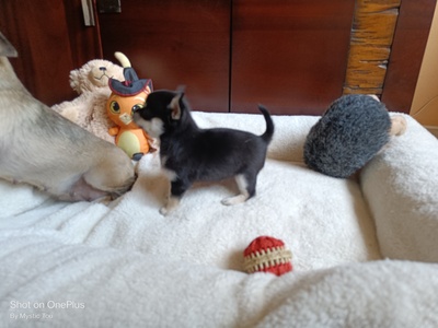 Kevin, Chihuahua Welpen - Rüde