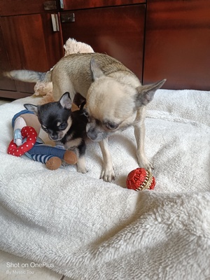 Kevin, Chihuahua Welpen - Rüde