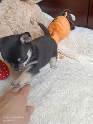 Kevin, Chihuahua Welpen - Rüde