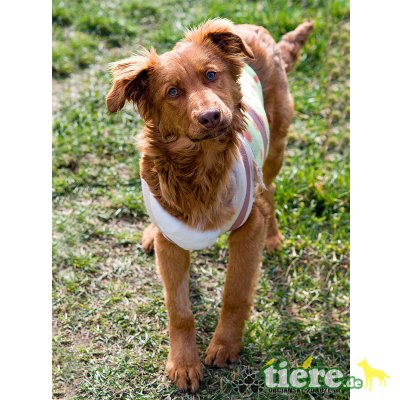 Kevin, Liebenswerter Mischlingshund - Rüde