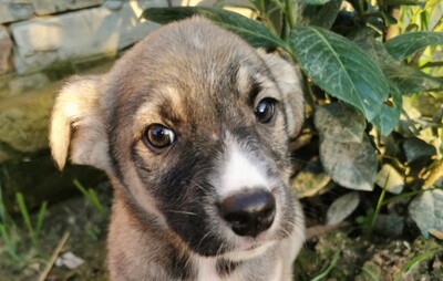 Kevin, Welpen - Rüde