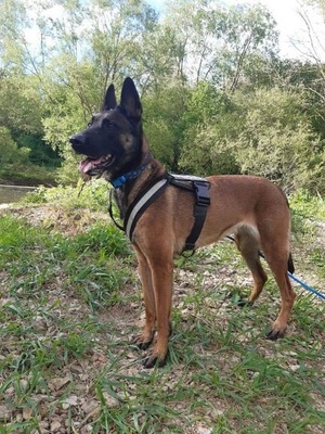 Keyla hübsche Malinois Hündin sucht sportliches Zuhause, Malinios - Hündin