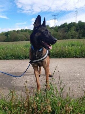 Keyla hübsche Malinois Hündin sucht sportliches Zuhause, Malinios - Hündin