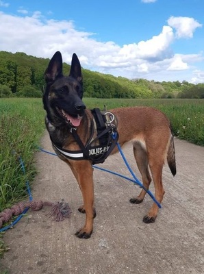 Keyla hübsche Malinois Hündin sucht sportliches Zuhause, Malinois - Hündin