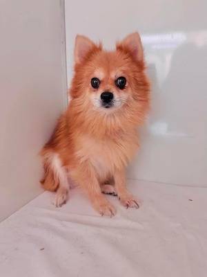 😍 Khushi (W), ca. 4 Jahre, ca. 25cm, Slowakei, Spitz-Mix - Hündin