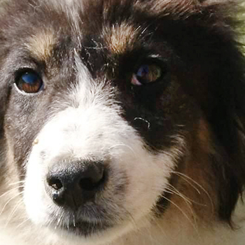 Kiana, Herdenschutzhund-Mischling - Hündin